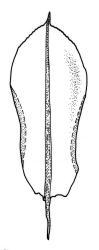 Rosulabryum billardierei, leaf of innovation. Drawn from W. Bell s.n., Jan. 1889, CHR 517730.
 Image: R.C. Wagstaff © Landcare Research 2015 
